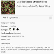 Load image into Gallery viewer, COLEUS special effects
