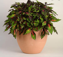 Load image into Gallery viewer, COLEUS special effects
