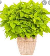 Load image into Gallery viewer, COLEUS colorblaze lime time
