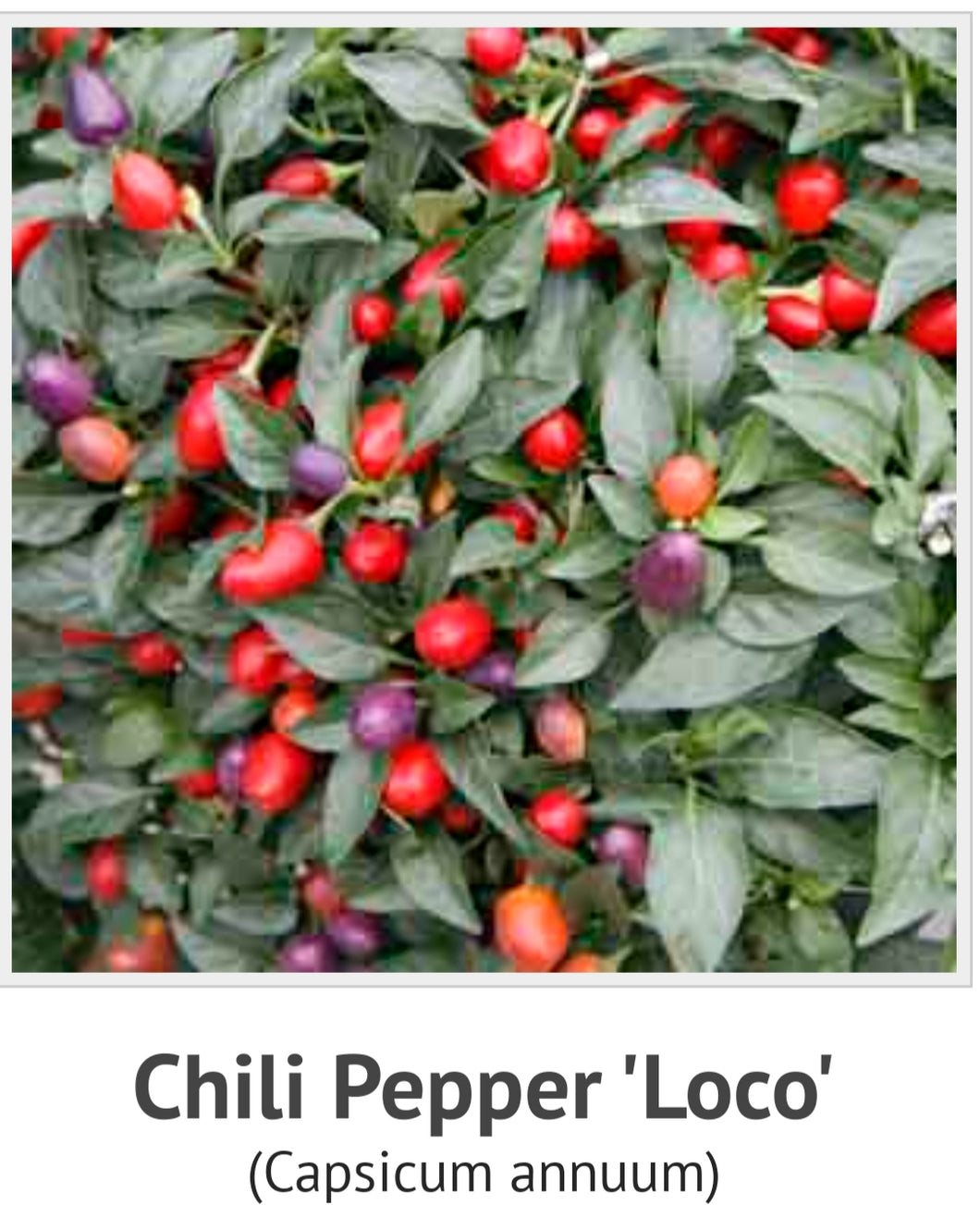 VEGETABLE PEPPER HOT Loco poco