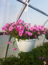 Load image into Gallery viewer, PETUNIAsupertunia vista bubblegum
