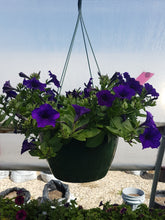 Load image into Gallery viewer, PETUNIAwave easy blue improved
