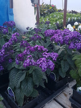 Load image into Gallery viewer, HELIOTROPE marino blue
