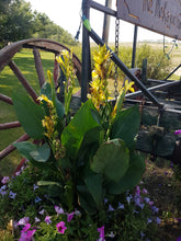 Load image into Gallery viewer, CANNA cannova yellow
