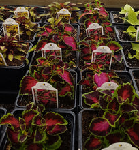 Load image into Gallery viewer, COLEUS heartbreaker
