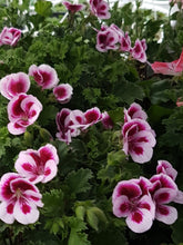 Load image into Gallery viewer, GERANIUM REGAL/MARTHA WASHINGTON candy flowers bicolor
