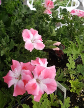Load image into Gallery viewer, GERANIUM REGAL/MARTHA WASHINGTON candy flowers peach cloud
