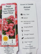 Load image into Gallery viewer, GERANIUM REGAL/MARTHA WASHINGTON candy flowers peach cloud

