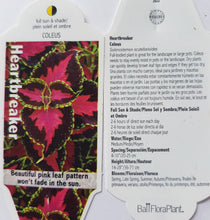 Load image into Gallery viewer, COLEUS heartbreaker
