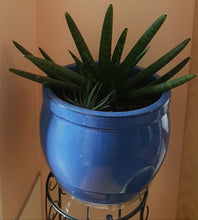 Load image into Gallery viewer, SUCCULENT sanseveria starfish
