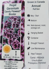 Load image into Gallery viewer, GERANIUM REGAL/MARTHA WASHINGTON candy flowers bicolor
