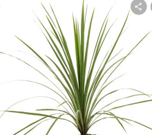 Load image into Gallery viewer, GRASSES DRACAENA indivisa

