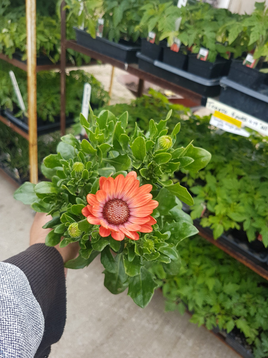 OSTEOSPERMUM serenity coral magic – Redcoat Greenhouses and Gardens ...