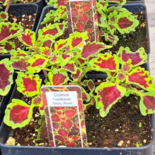 Load image into Gallery viewer, COLEUS glory road ---[trailing]
