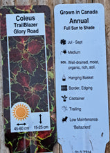 Load image into Gallery viewer, COLEUS glory road ---[trailing]
