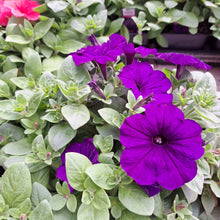 Load image into Gallery viewer, PETUNIAwave E3 easy blue
