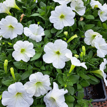 Load image into Gallery viewer, PETUNIAwave E3 easy white
