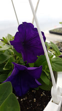 Load image into Gallery viewer, PETUNIAsupertunia royal velvet
