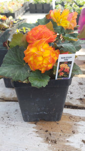 BEGONIA tuberous non stop fire