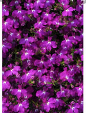 Load image into Gallery viewer, LOBELIA magadi electric purple
