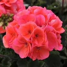 Load image into Gallery viewer, GERANIUM fantasia salmon
