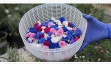 Load image into Gallery viewer, BACHELOR BUTTON mix
