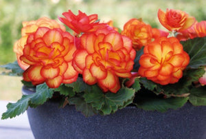 BEGONIA tuberous non stop fire