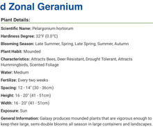 Load image into Gallery viewer, GERANIUM galaxy dark red

