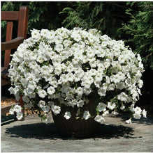 Load image into Gallery viewer, PETUNIAwave easy white
