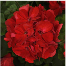 Load image into Gallery viewer, GERANIUM galaxy dark red
