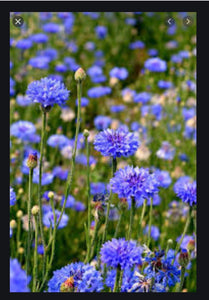 BACHELOR BUTTON blue