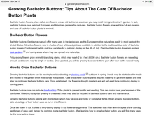 Load image into Gallery viewer, BACHELOR BUTTON blue
