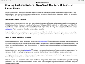 BACHELOR BUTTON blue