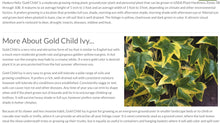 Load image into Gallery viewer, Ivy Hedera English gold child
