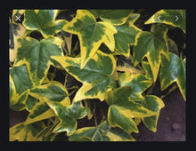 Load image into Gallery viewer, Ivy Hedera English gold child
