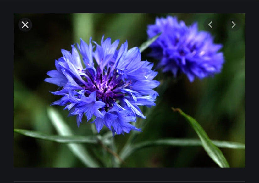 BACHELOR BUTTON blue