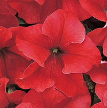 Load image into Gallery viewer, PETUNIA dreams red [regular]
