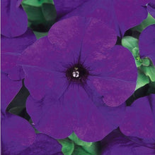 Load image into Gallery viewer, PETUNIA dreams midnight [regular]
