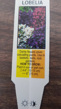 Load image into Gallery viewer, LOBELIA rainbow mix
