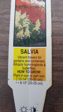 Load image into Gallery viewer, SALVIA salsa sizzler red
