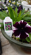 Load image into Gallery viewer, PETUNIAsweetunia--miss marvelous
