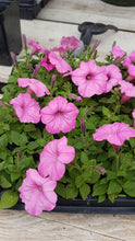 Load image into Gallery viewer, PETUNIAsupertunia vista bubblegum
