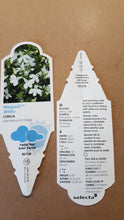 Load image into Gallery viewer, LOBELIA magadi white
