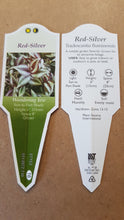 Load image into Gallery viewer, TRADESCANTIA palida purpurea [wandering jew]
