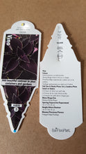 Load image into Gallery viewer, COLEUS vino
