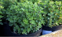 Load image into Gallery viewer, HERB OREGANO greek
