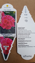 Load image into Gallery viewer, GERANIUM fantasia salmon
