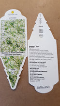 Load image into Gallery viewer, EUPHORBIA- breathless white
