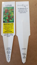 Load image into Gallery viewer, LOTUS berthelotii red
