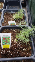 Load image into Gallery viewer, LOTUS berthelotii red
